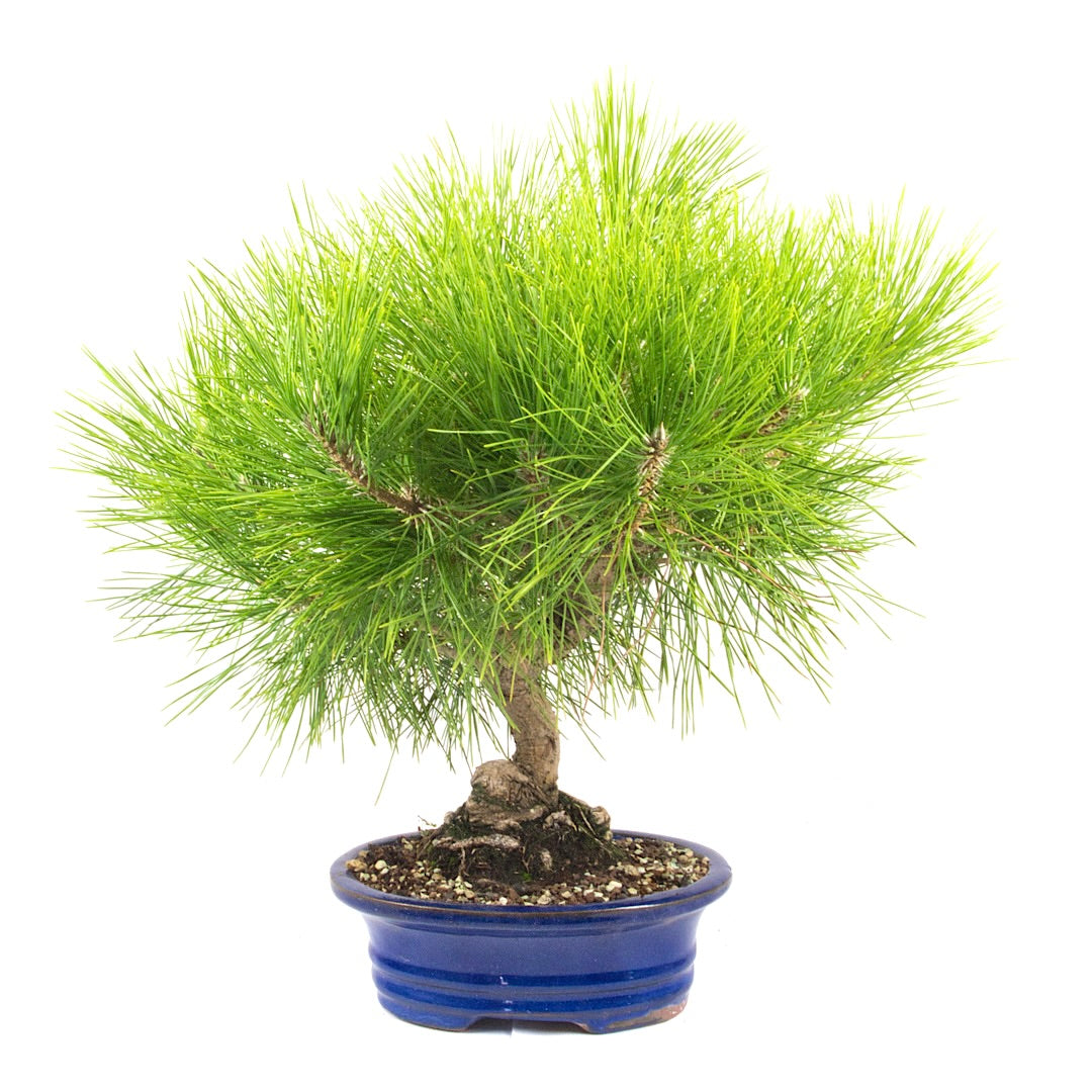 Japanische Schwarzkiefer 'Pinus thunbergii'